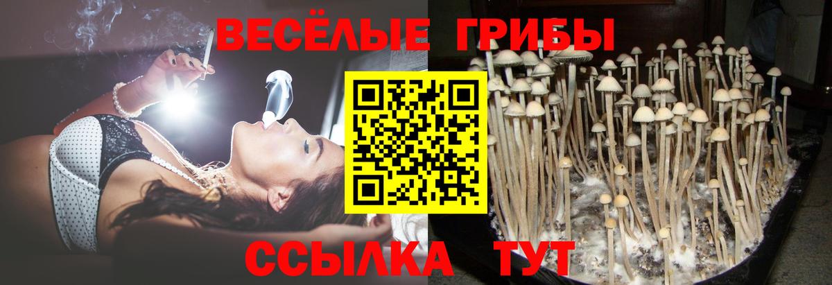 Галлюциногенные грибы Psilocybe  купить наркоту  Псилоцибиновые грибы MAGIC MUSHROOMS  Приморско-Ахтарск 