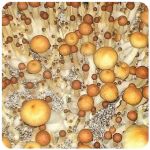 Псилоцибиновые (галлюциногенные)  грибы Psilocybin "Golden Teacher" в Приморско-Ахтарске