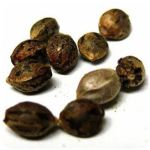 Семена марихуаны АК-47  (Seeds AK-47) в Приморско-Ахтарске